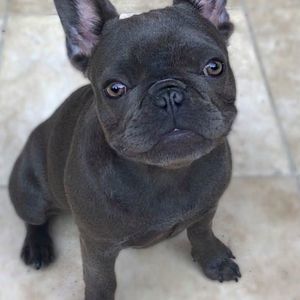 Meet your Posher, Judy